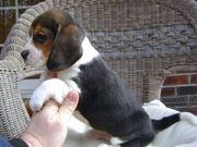 Perfect Tri-colour Beagles Puppies Available