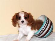 ..Cavalier King Charles Puppies